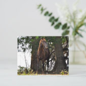 Morgan Horse Products! Postkarte (Stehend Vorderseite)