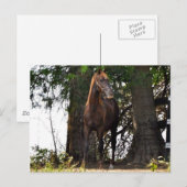 Morgan Horse Products! Postkarte (Vorne/Hinten)