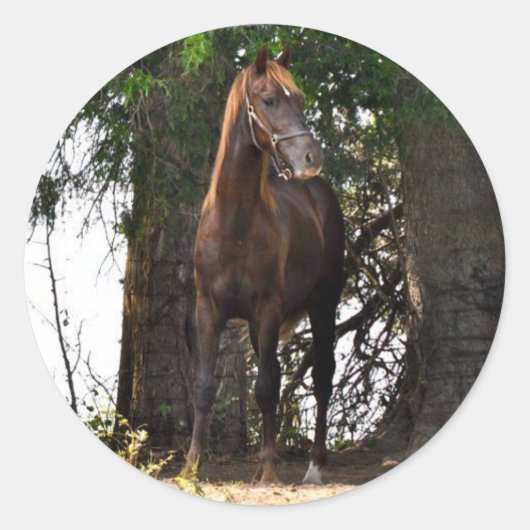 Morgan Horse Products! Runder Aufkleber (Vorderseite)