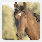 Morgan Horse Stickers (Vorderseite)