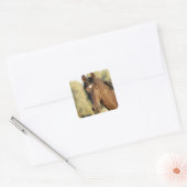 Morgan Horse Stickers (Umschlag)