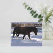 Morgan Horse Winter Wonderland Blank Postkarte (Stehend Vorderseite)