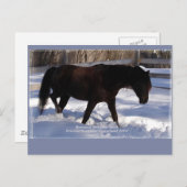 Morgan Horse Winter Wonderland Blank Postkarte (Vorne/Hinten)