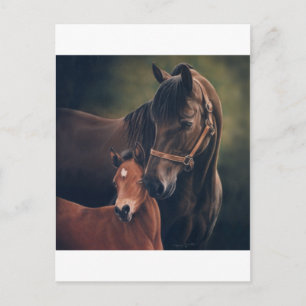 Morgan Mare und Foal Postkarte