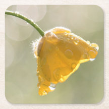 Morgen Buttercup Square Untersetzer