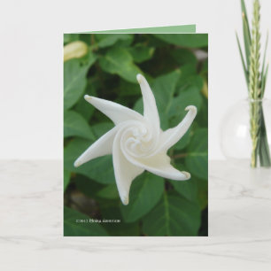 Morgen des Moonflower Karte