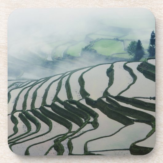 Morgen-Nebel über Reis-Feldern Untersetzer (Vorderseite)