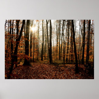 Morgen Sunbeams durch den Wald Poster