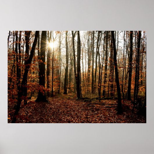 Morgen Sunbeams durch den Wald Poster (Vorne)