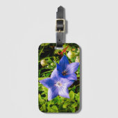 Morgen-Tau-Tropfen auf einer Ballon-Blume Gepäckanhänger (Vorderseite Vertikal)