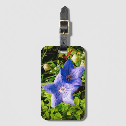 Morgen-Tau-Tropfen auf einer Ballon-Blume Gepäckanhänger (Vorderseite Vertikal)