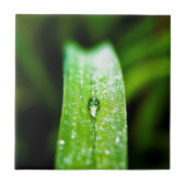 Morgen-Tau-Wasser-Tröpfchen Fliese (Vorderseite)