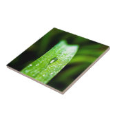 Morgen-Tau-Wasser-Tröpfchen Fliese (Seite)