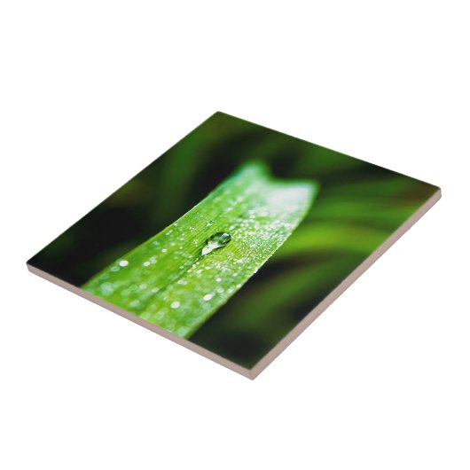 Morgen-Tau-Wasser-Tröpfchen Fliese (Seite)