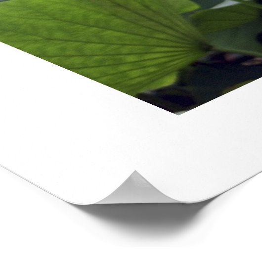 Morgendämmerung am Lotus Pond Poster (Ecke)