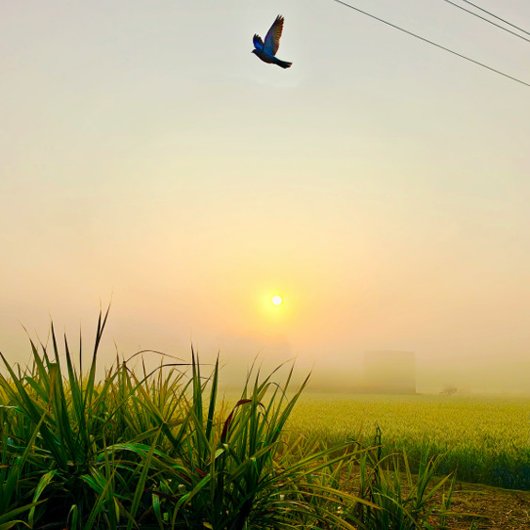 Morgendörfchen Poster