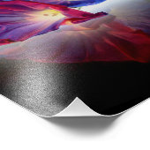 MORGENE GLORY-BLUME FOTODRUCK (Ecke)