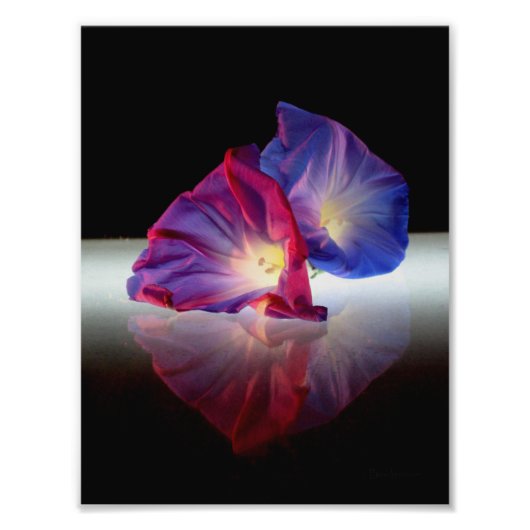 MORGENE GLORY-BLUME FOTODRUCK (Vorne)