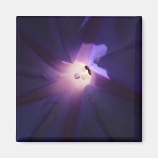 Morgenglanz Magnet (Vorne)