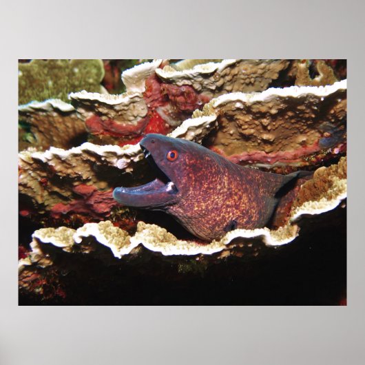 Morgengrauen Poster (Vorne)