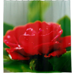 Morgengrauen rote Rose mit Taubstropfen Duschvorhang