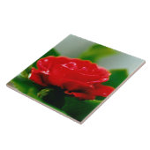 Morgengrauen rote Rose mit Taubstropfen Fliese (Seite)