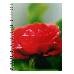 Morgengrauen rote Rose mit Taubstropfen Notizblock
