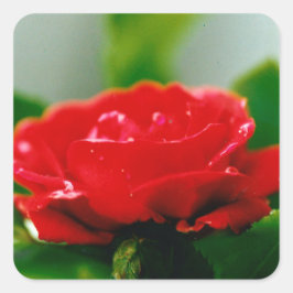 Morgengrauen rote Rose mit Taubstropfen Quadratischer Aufkleber