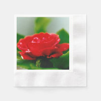 Morgengrauen rote Rose mit Taubstropfen
