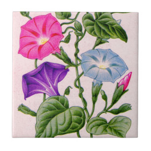 Morgenherrlichkeit in blau und rosa fliese
