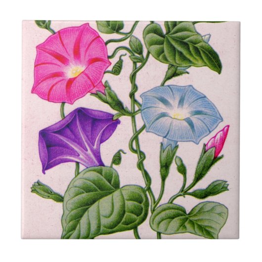 Morgenherrlichkeit in blau und rosa fliese (Vorderseite)