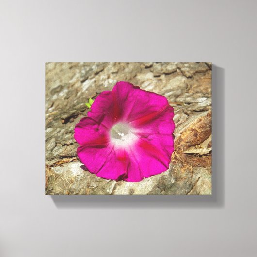 Morgenherrschaft über Baumrinde - Rosa Leinwanddruck (Vorderseite)