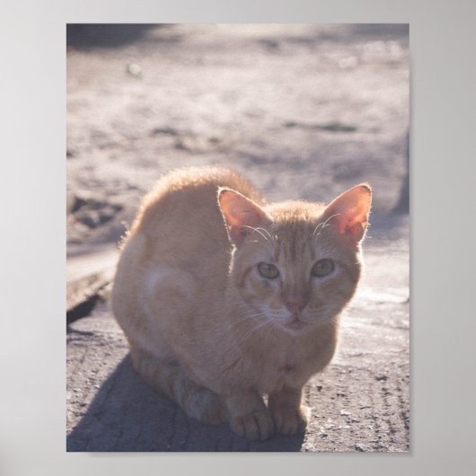 Morgenkatze Poster (Vorne)