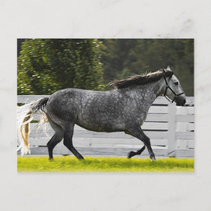 Morgenlauf Postkarte