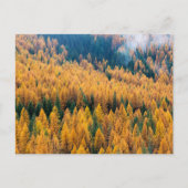 Morgenlicht am Strand | Insel Tybee Postkarte (Vorderseite)