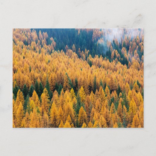 Morgenlicht am Strand | Insel Tybee Postkarte (Vorderseite)