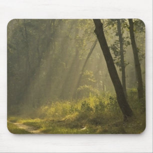 Morgenlicht strahlt durch Bäume im Dschungel Mousepad