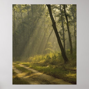 Morgenlicht strahlt durch Bäume im Dschungel Poster