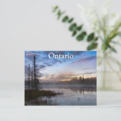 Morgennebel am Biberteich im nördlichen Ontario Postkarte (Stehend Vorderseite)