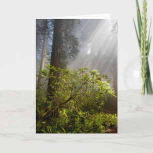Morgennebel auf Rhododendron Karte