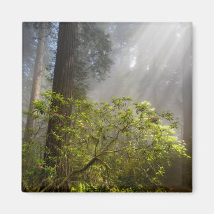 Morgennebel auf Rhododendron Magnet