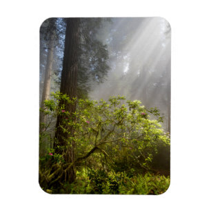 Morgennebel auf Rhododendron Magnet