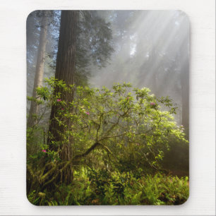 Morgennebel auf Rhododendron Mousepad