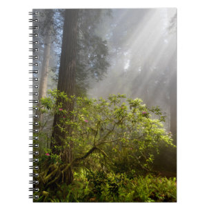 Morgennebel auf Rhododendron Notizblock