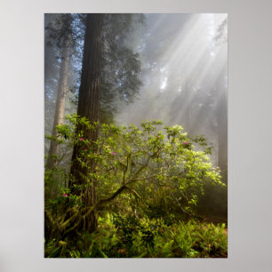 Morgennebel auf Rhododendron Poster