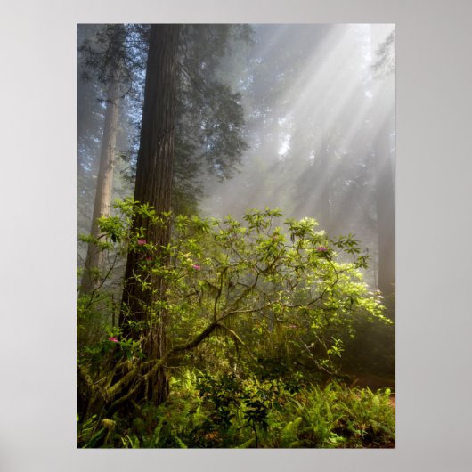 Morgennebel auf Rhododendron Poster (Vorne)