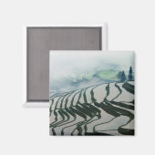 Morgennebel über Reisfeldern Magnet (Vorderseite/Rückseite)