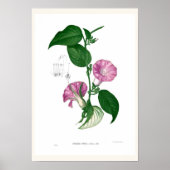 Morgenruhm (Argyreia sp. Poster (Vorne)