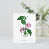 Morgenruhm (Argyreia sp.) Postkarte (Stehend Vorderseite)