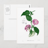 Morgenruhm (Argyreia sp.) Postkarte (Vorne/Hinten)